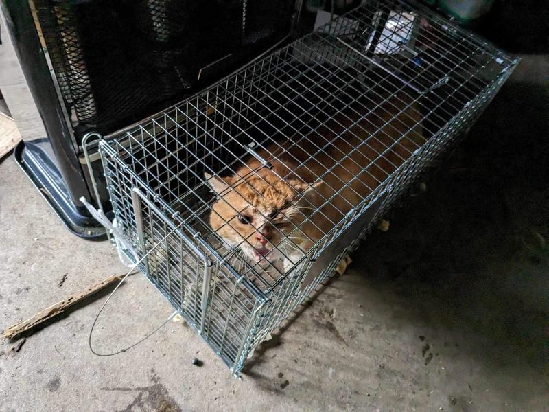 保護した猫