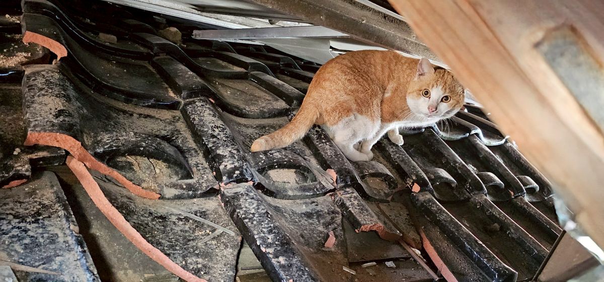 屋根の上の猫